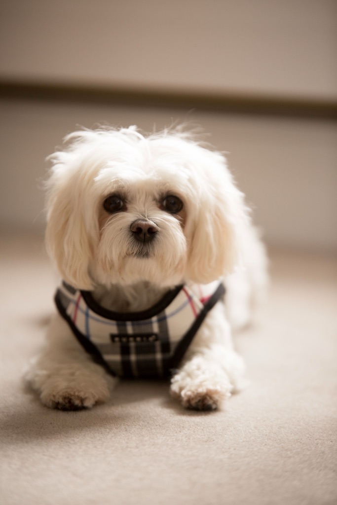 A portrait of Chloé