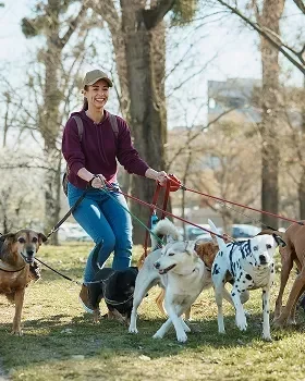 dog walking